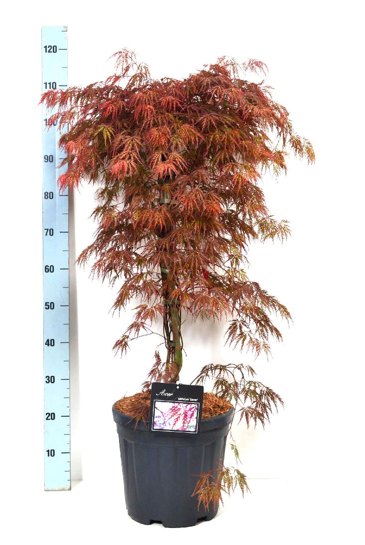 Acer Palmatum Garnet Vrtni Center MOGA