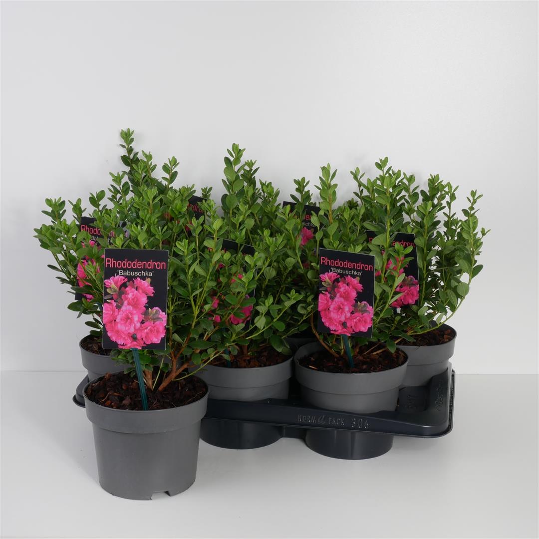 azalea "Babuschka" Vrtni center MOGA