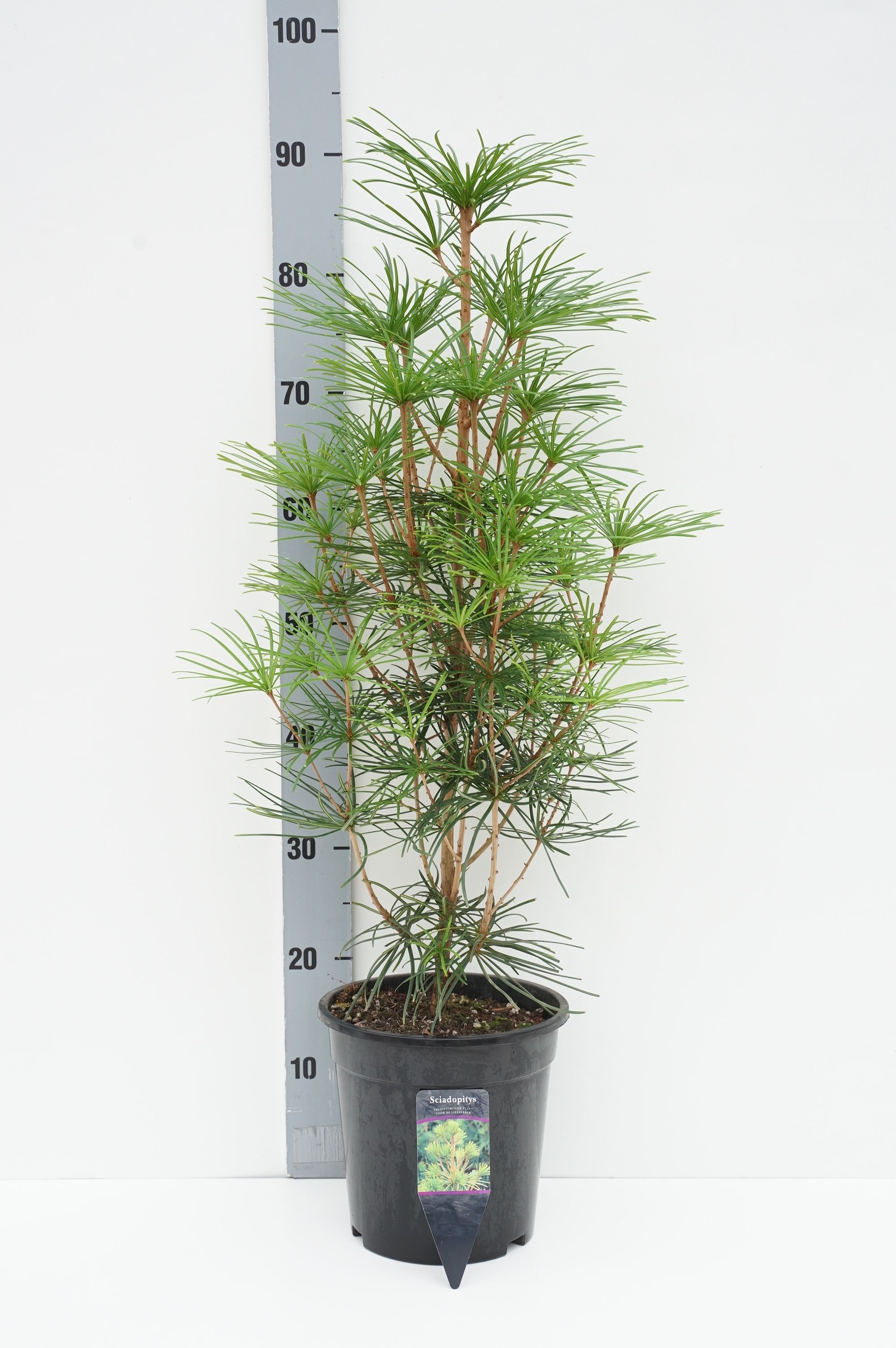 Umbrella Pine Vrtni Center MOGA Umbrella Pine Vrtni Center MOGA