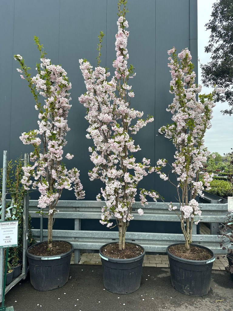 Japanese Amanogawa Pink Flowering Cherry 4ft, 3L Pot, Upright Prunus Serrulata