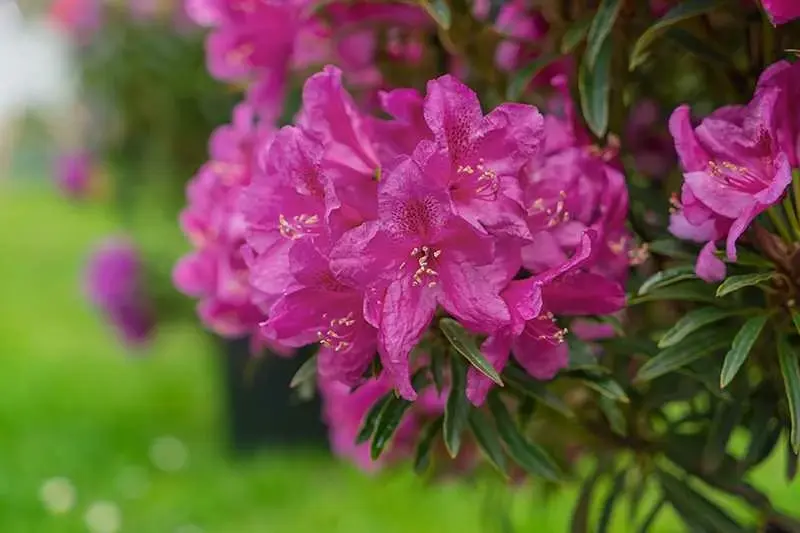 Rhododendron 'Grazeasy'