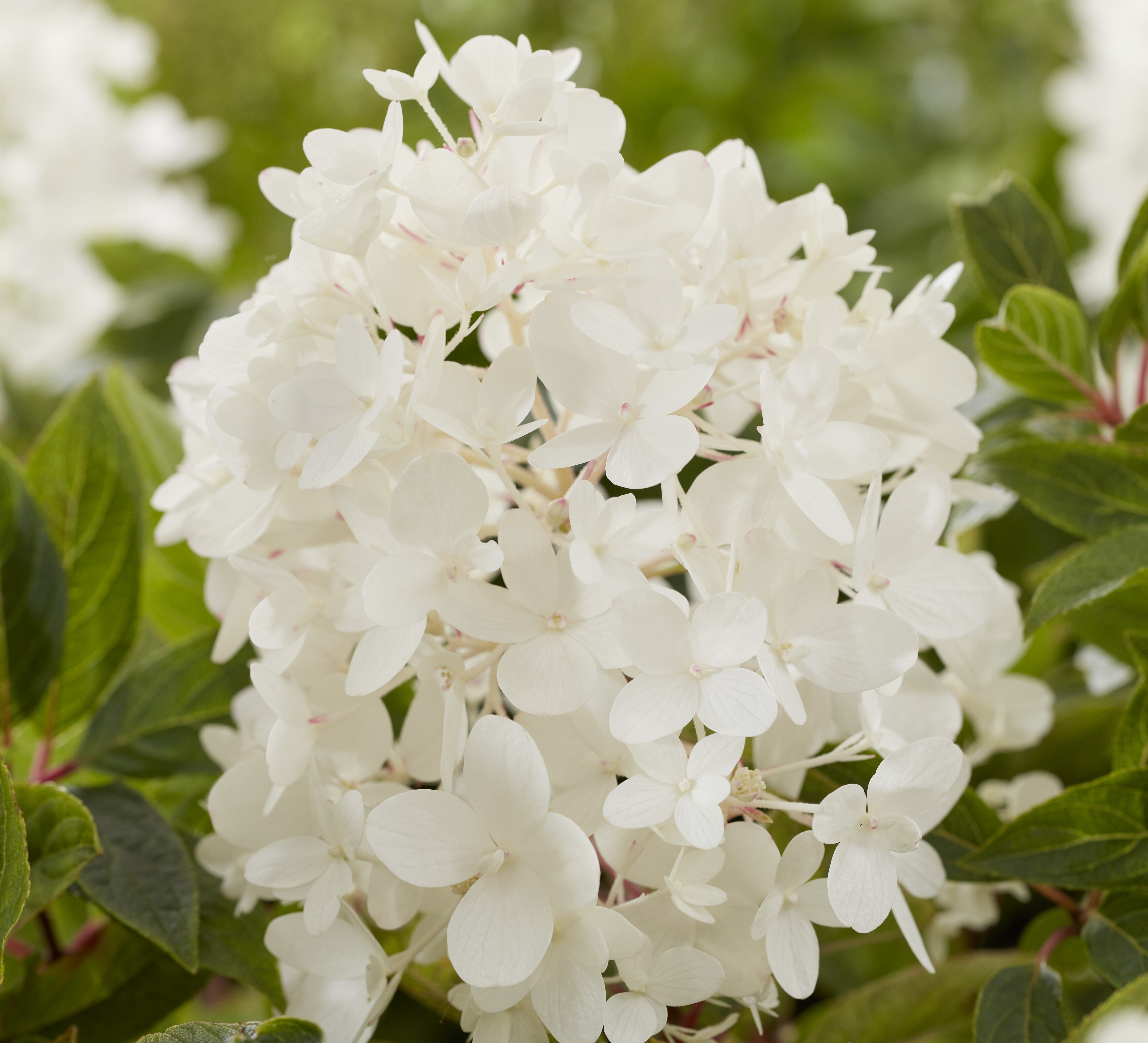 Hydrangea paniculata Groundbreaker® Blush