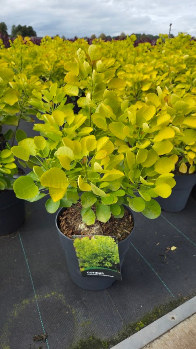 Cotinus coggygria 
