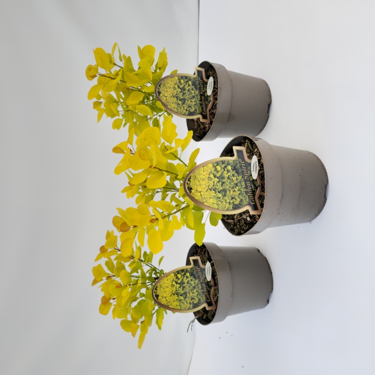 Cotinus coggygria 