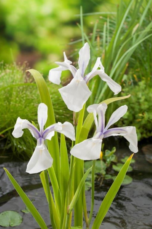 Japanese water iris 