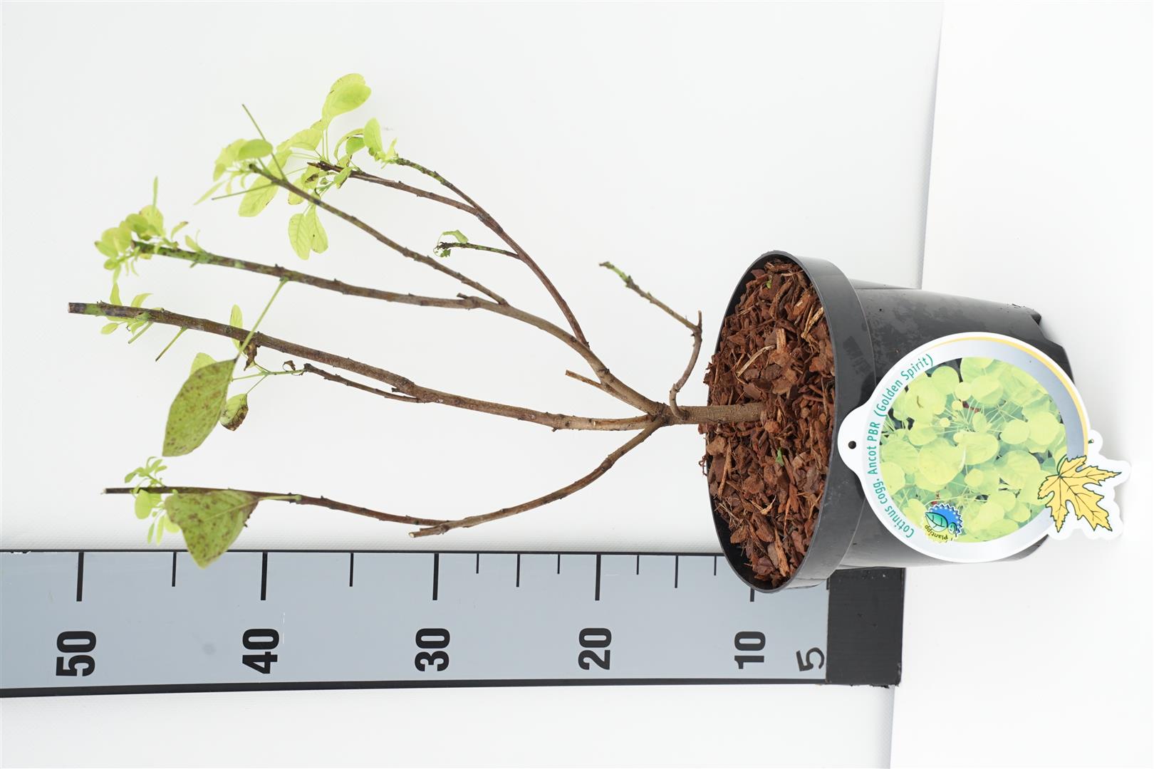 Cotinus coggygria 