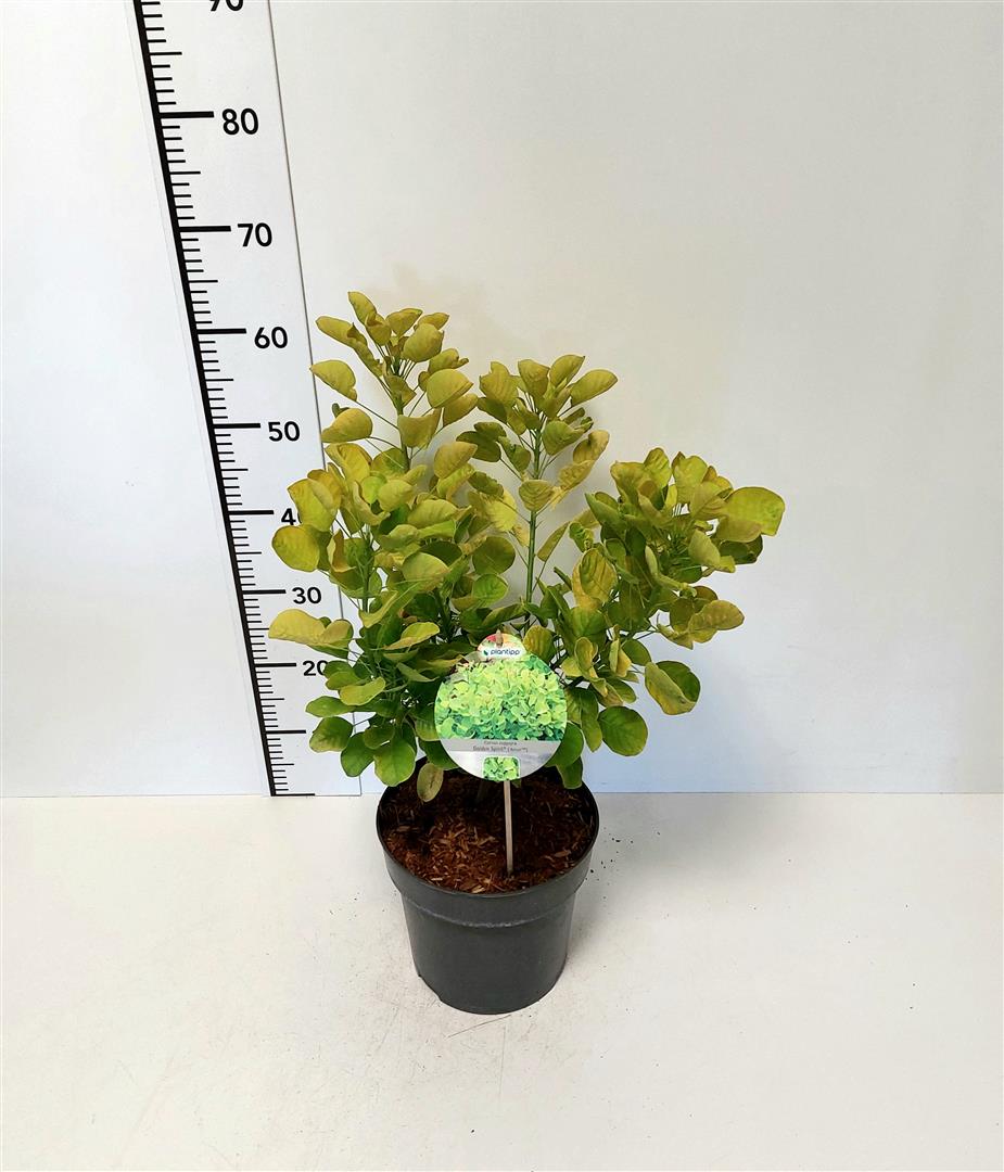 Cotinus coggygria 