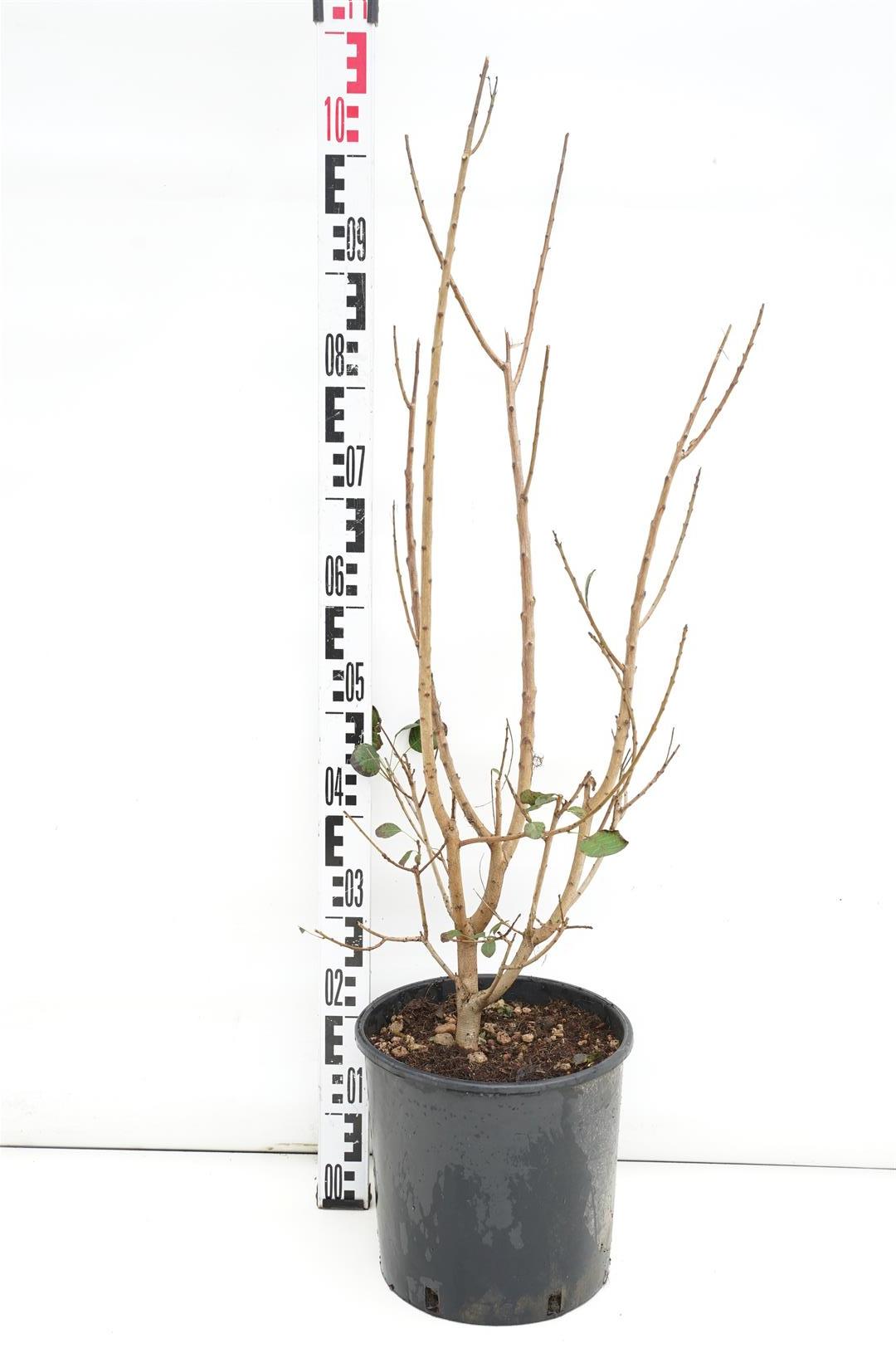 Cotinus coggygria 